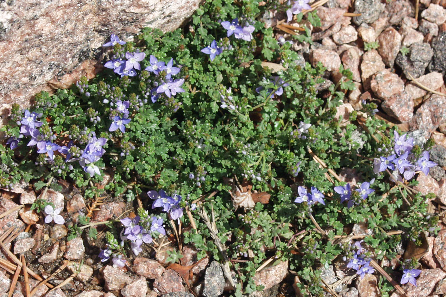 Thyme-leaf Veronica